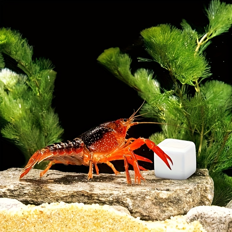 爬虫類用研磨石6個セット、カメ用カルシウム、カタツムリ用カル - Calcium Powder Reptile のレビューと価格