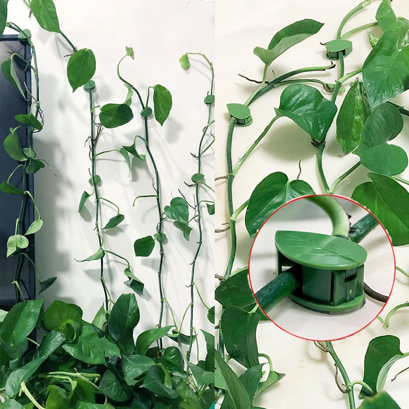 10/30/50個入り 植物用クライミングウォール固定クリッ - Vine Climbing Plastic のレビューと価格